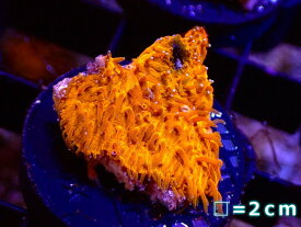 【サンゴ】フラグ カワラサンゴ(Orange)Sサイズ【1個】（±3cm）（サンプル画像）（生体）（サンゴ）