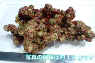 【ライブロック】ライブロック（Sグレード）【1kg】(サンプル画像）（生体）（サンゴ）