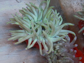 楽天市場 サンゴ イソギンチャクの通販