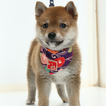楽天市場 アウトレット 犬 首輪 大椿 単品 Sサイズ ピンク 和柄 和風 バンダナ 小型犬 小型犬用 ペットグラフィックプロダクト