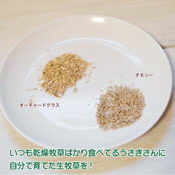 プランターで育てるウサギのご飯LushGreen
