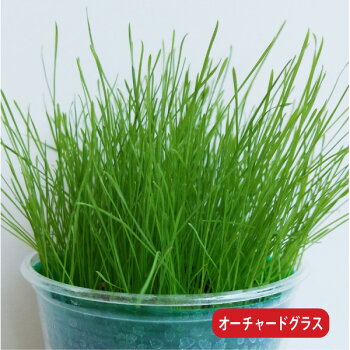 プランターで育てるウサギのご飯LushGreen