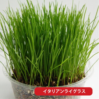 プランターで育てるウサギのご飯LushGreen