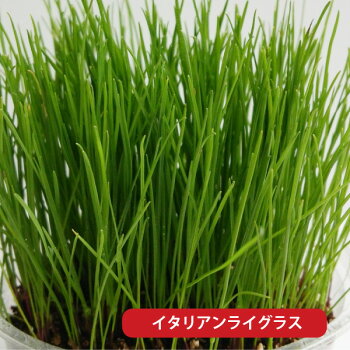 楽天市場 ウサギ 餌 うさぎさんの健康生野菜 栽培セット 生牧草 イタリアンライグラス エンバク 草 種 無農薬 エサ ラッシュグリーン ペットグラフィックプロダクト