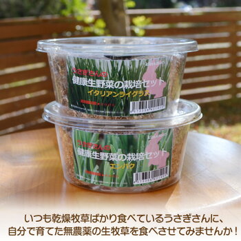 楽天市場 ウサギ 餌 うさぎさんの健康生野菜 栽培セット 生牧草 イタリアンライグラス エンバク 草 種 無農薬 エサ ラッシュグリーン ペットグラフィックプロダクト