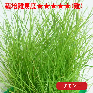  a  `V[y̌N؁zPi q q ͔| GoN C^ACOX `V[ bhN[o[ Q\E bVO[   _ e