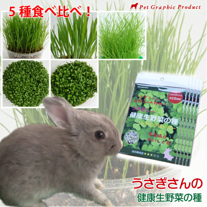 楽天市場 ウサギ エサ うさぎさんの健康生野菜 ５種食べ比べ 生牧草 エンバク イタリアンライグラス チモシー レッドクローバー レンゲソウ 草 種 無農薬 エサ ラッシュグリーン 兎当店通常価格 単品 400円 ５種 2 000円 税込 2 0円 のところ10円 税込