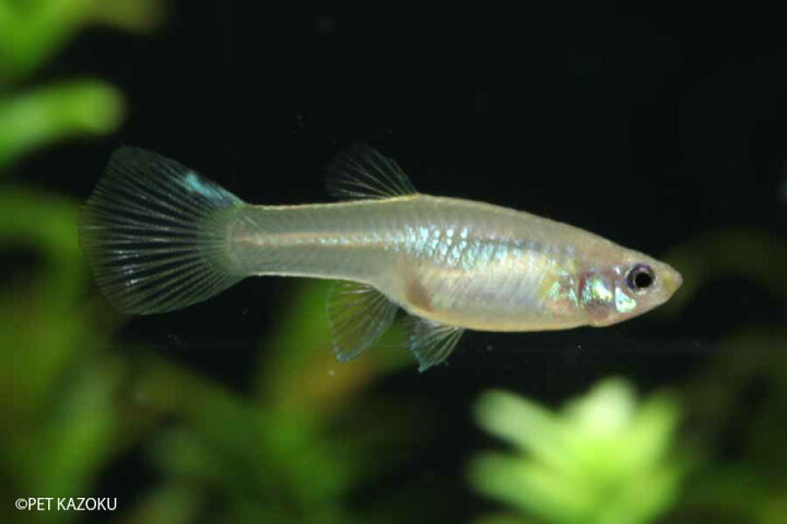 15周年記念イベントが 熱帯魚 グッピー 国産ブルーグラスグッピー アダルトサイズ 1ペア Shipsctc Org