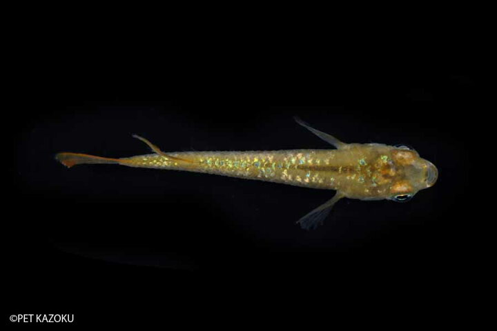 楽天市場 琥珀レインボーラメメダカ 1匹 2 3cm程度 メダカ めだか 観賞魚 魚 アクアリウム ペット 未来アクアリウム 楽天市場店