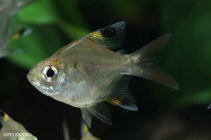 楽天市場 バルーンプリステラ 3匹 2 3cm程度 観賞魚 魚 アクアリウム 熱帯魚 ペット 未来アクアリウム 楽天市場店