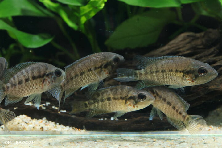 楽天市場 パラクロミス モタグエンシス Euブリード 1匹 観賞魚 魚 アクアリウム 熱帯魚 ペット 未来アクアリウム 楽天市場店