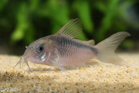 コリドラス・ラバウティ 1匹 (3cm程度) 観賞魚 魚 アクアリウム 熱帯魚 ペット