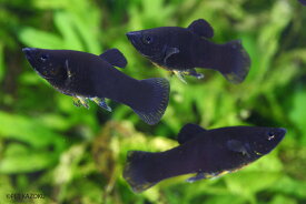【メダカ】 ブラックモーリー　1匹 熱帯魚【めだか】【淡水魚】【熱帯魚】【金魚】 アクアリウム