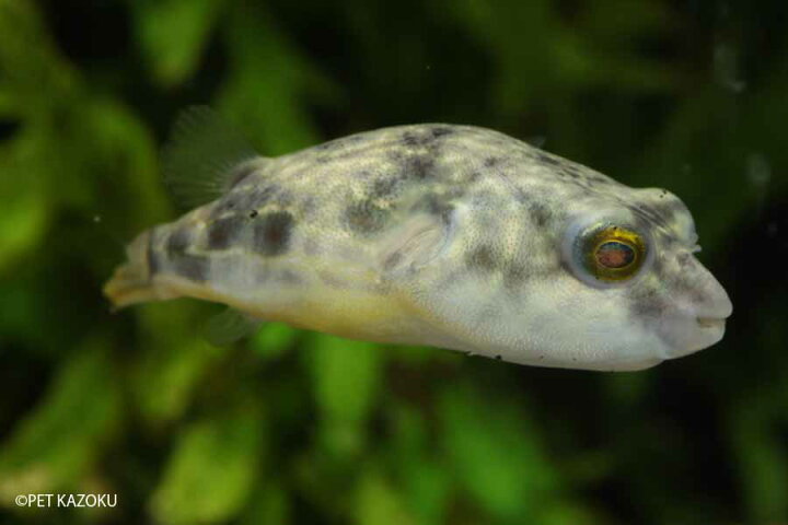 レオパードモーレイ 淡水ヤマウツボ 1匹 ｌ 汽水魚 アクアリウム 淡水 熱帯魚 魚 ペット 45 55cm程度 観賞魚