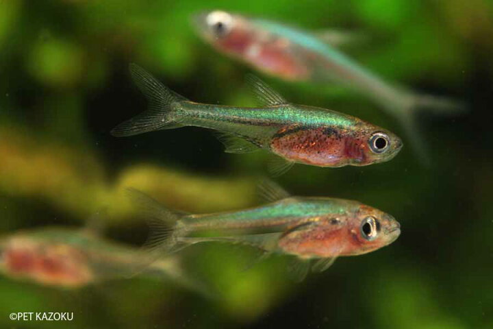 楽天市場 ラスボラ アクセルロディ ブルー 1匹 観賞魚 魚 アクアリウム 熱帯魚 ペット 未来アクアリウム 楽天市場店