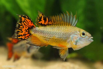 観賞魚