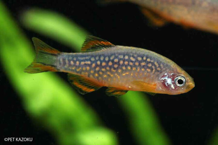 楽天市場 ミクロラスボラsp ハナビ L 1匹 観賞魚 魚 アクアリウム 熱帯魚 ペット 未来アクアリウム 楽天市場店