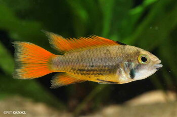 観賞魚
