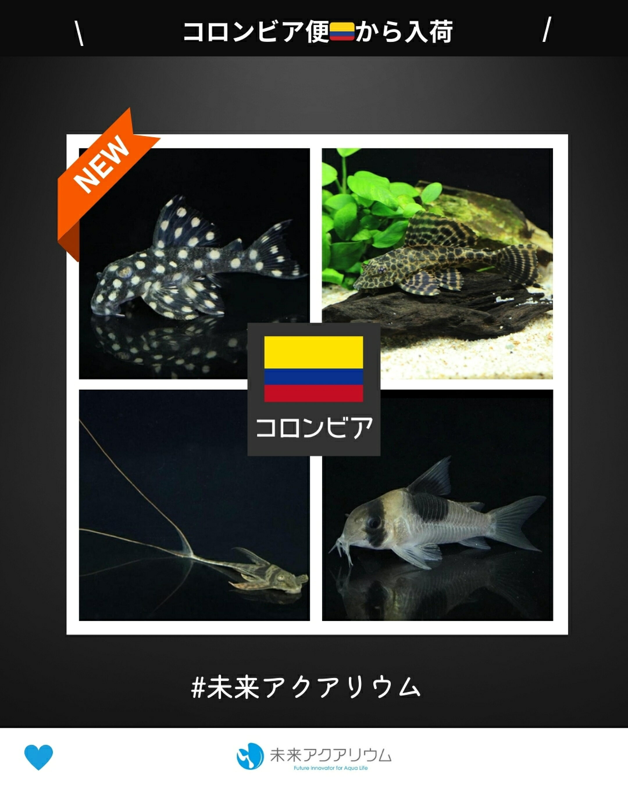 熱帯魚（コロンビア便）新入荷