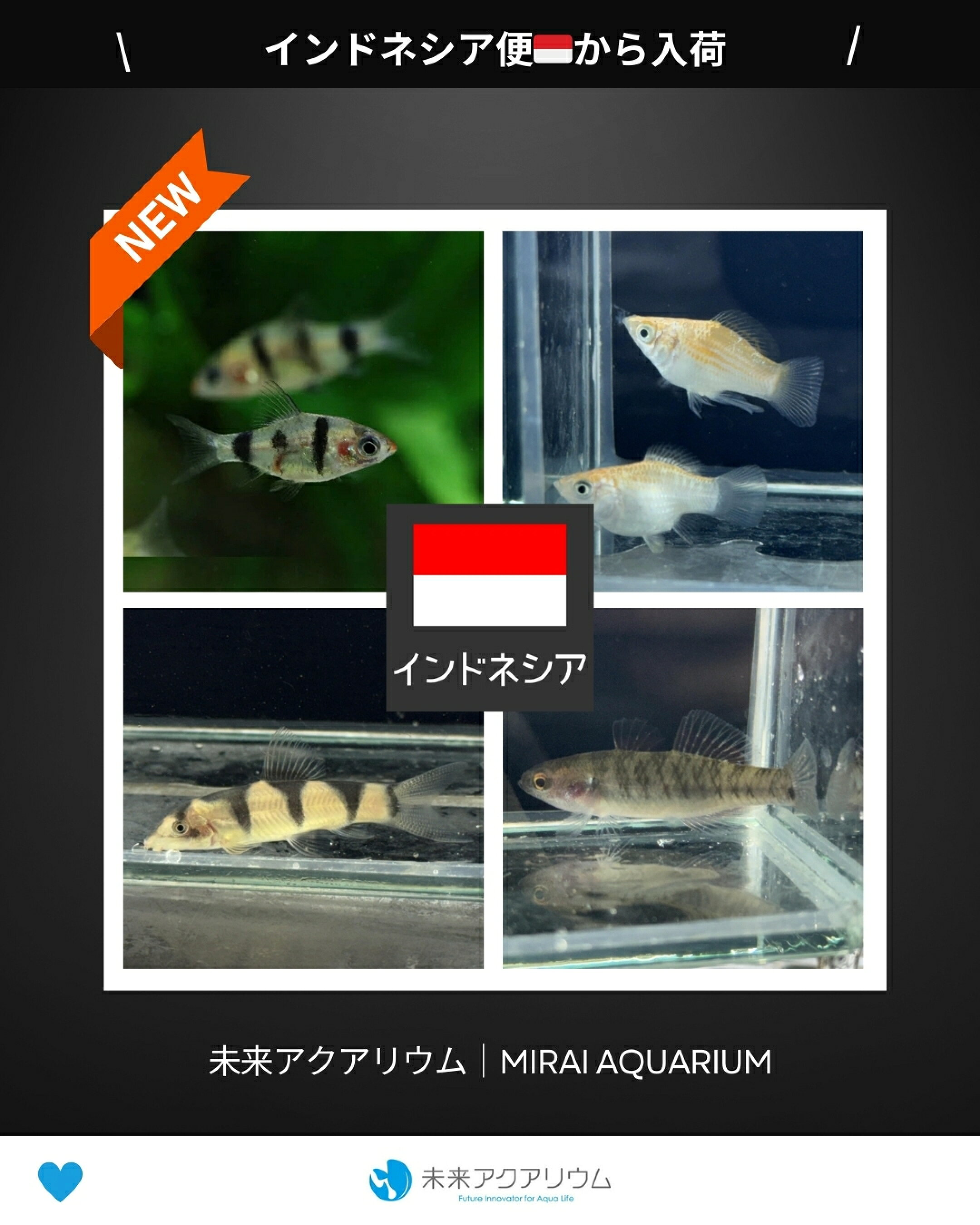 未来アクアリウム|熱帯魚入荷（インドネシア便）