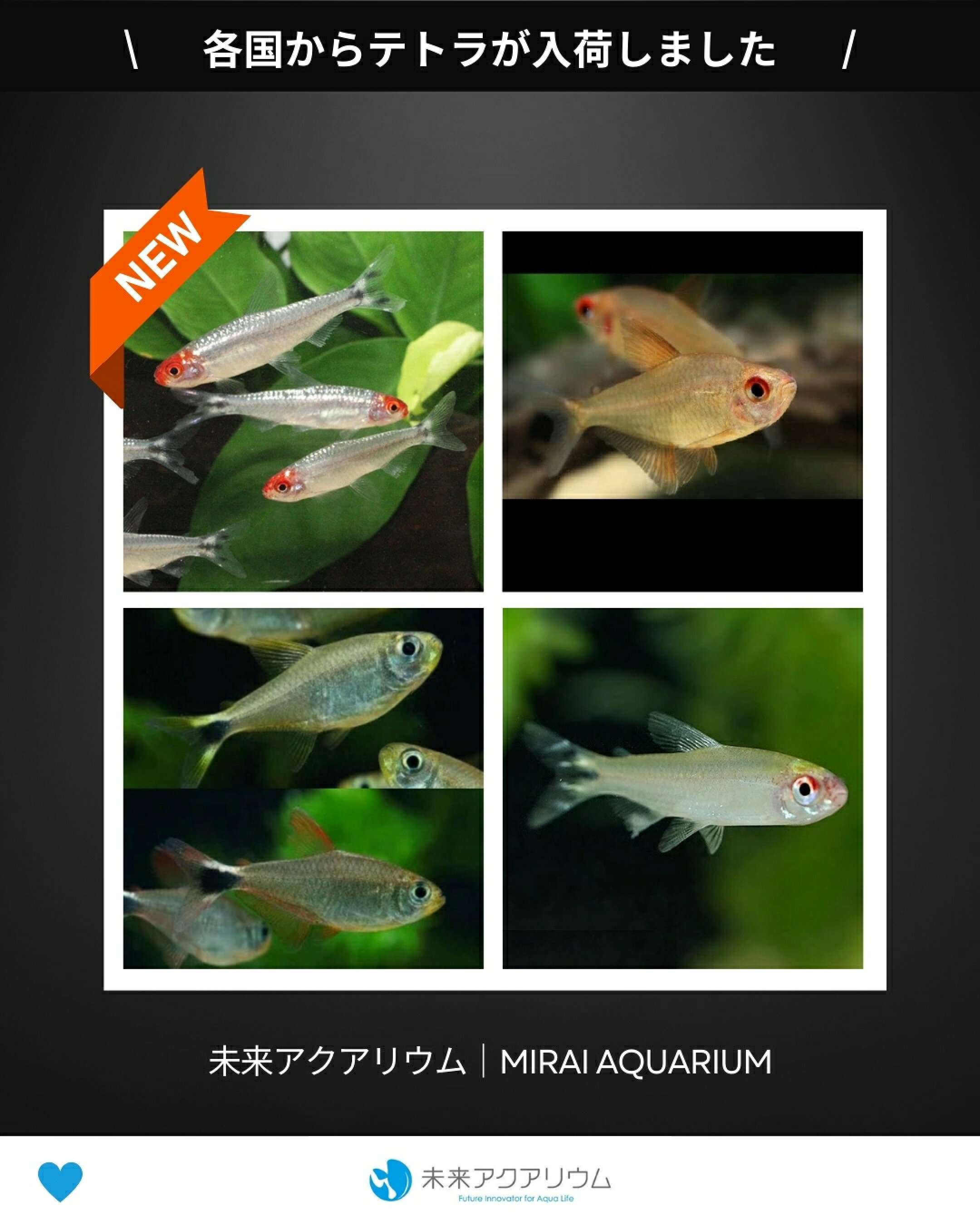 未来アクアリウム|テトラ入荷
