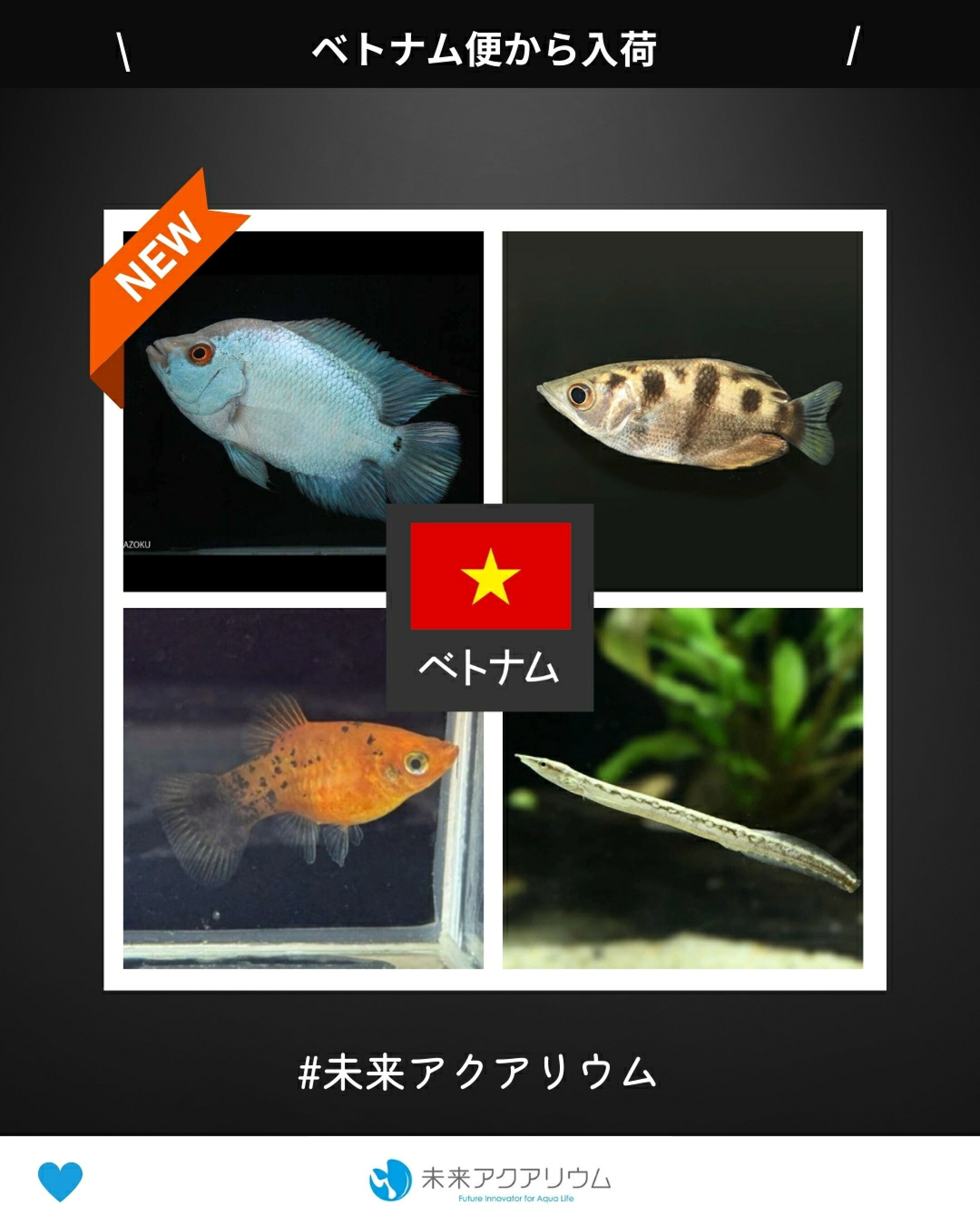 熱帯魚（ベトナム便）新入荷