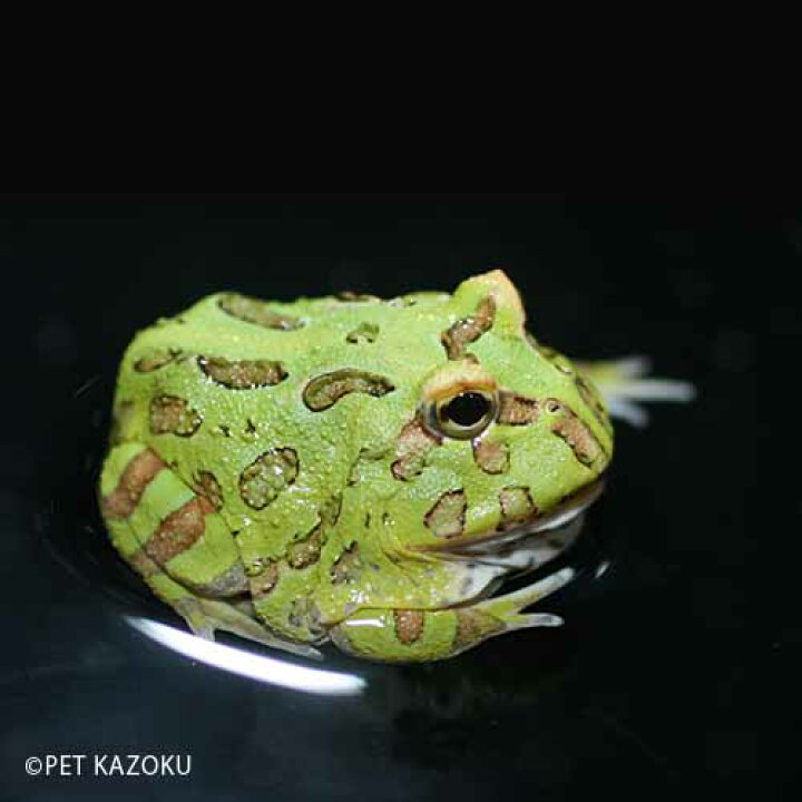 楽天市場 クランウェルツノガエル グリーン 成体 1匹 カエル 蛙 両生類 ペット 未来アクアリウム 楽天市場店