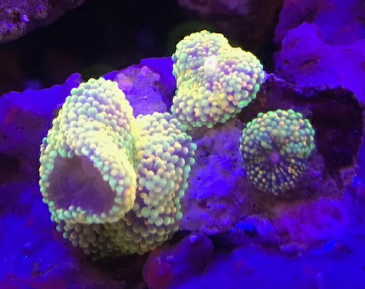 楽天市場 カリビアンバブルディスク グリーン 3枚付 海水魚 珊瑚 ソフトコーラル 未来アクアリウム 楽天市場店