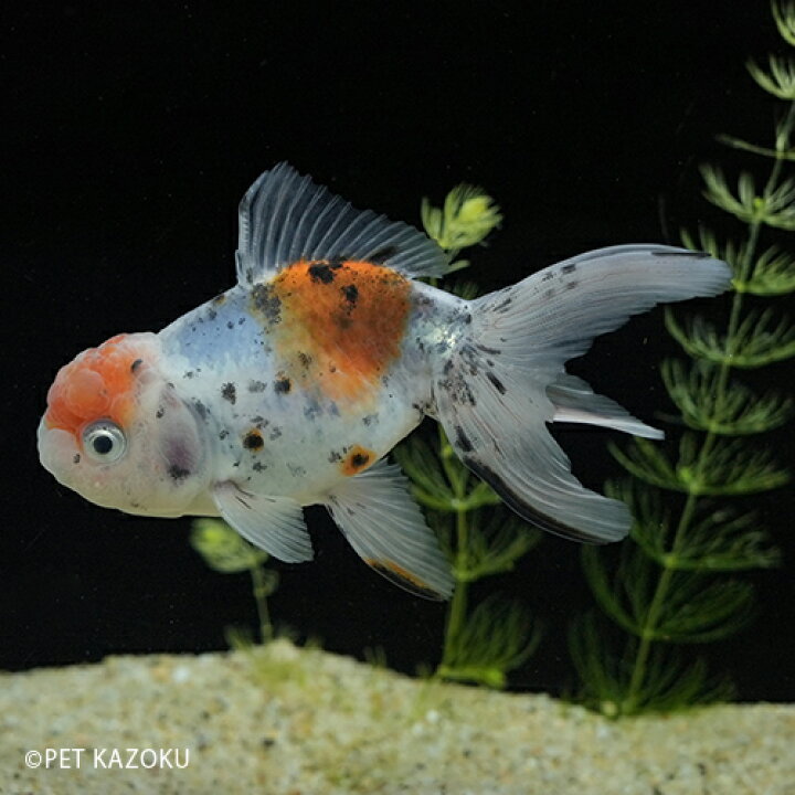 楽天市場 萩東錦 愛知 萩本 Han04 7月新入荷 今週の金魚 8月大特価 未来アクアリウム 楽天市場店