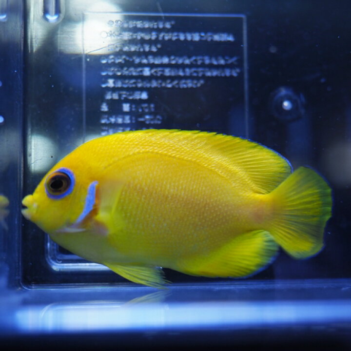 楽天市場 レモンピールエンゼル フィジー 海水魚 小型ヤッコ 未来アクアリウム 楽天市場店 楽天市場 レモンピールエンゼル フィジー 海水魚 小型ヤッコ 未来アクアリウム 楽天市場店