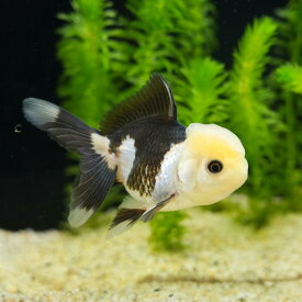 「金魚」ライオンヘッドバルーンパンダオランダ（インドネシア）（M）インドネシア便 「金魚」「観賞魚」アクアリウム