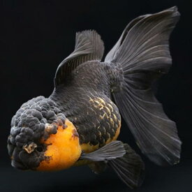 「金魚」ライオンヘッドバルーン虎オランダ（インドネシア）（M）インドネシア便 「金魚」「観賞魚」アクアリウム