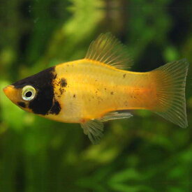 「熱帯魚」ゴールデンパンダプラティ　 ベトナム便 「淡水魚」「観賞魚」アクアリウム