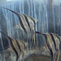 楽天市場】アルタムエンゼル 熱帯魚の通販