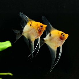 「熱帯魚」レッドデビルエンゼル（EUブリード）EUチェコ便「淡水魚」「熱帯魚」「観賞魚」アクアリウム