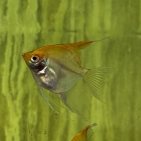 「熱帯魚」スーパーレッドエンゼル中国便 広州便「淡水魚」「観賞魚」アクアリウム