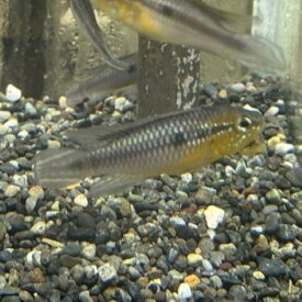 「熱帯魚」アピストグラマ　アガシジ　フラメンコ（ペルー）ペルー便 掘り出し物 「淡水魚」「観賞魚」アクアリウム