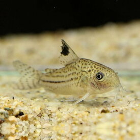 「熱帯魚」コリドラス　ジュリー（ペルー）　 ペルー便 掘り出し物 「淡水魚」「観賞魚」アクアリウム