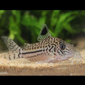 「熱帯魚」コリドラス　レオパルダス（ペルー） ペルー便 掘り出し物 「淡水魚」「観賞魚」アクアリウム