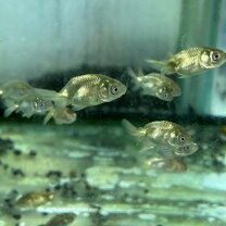 楽天市場】らんちゅう 金魚 種類（熱帯魚・アクアリウム｜ペット 