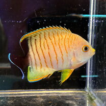 楽天市場】エイ 生体（観賞魚｜熱帯魚・アクアリウム）：ペット 