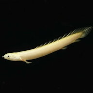 「熱帯魚」ポリプテルス プラチナセネガルス（ブリード）(8-9cm)「観賞魚」「アクアリウム」 インドネシ…