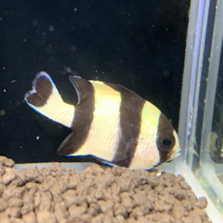 楽天市場 ヨスジリュウキュウスズメダイ 10月入荷海水魚 未来アクアリウム 楽天市場店 楽天市場 ヨスジリュウキュウスズメダイ 10月入荷海水魚 未来アクアリウム 楽天市場店