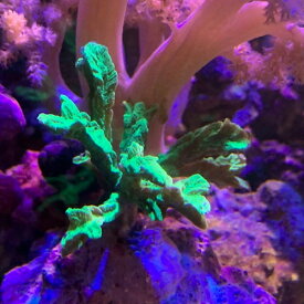 エダイボサンゴ　メタグリーンブリードch000203 4月新入荷サンゴ