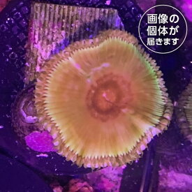【サンゴ】 マメスナギンチャク サンゾアンシッド1枚付き cso000161 【熱帯魚】【海水魚】【珊瑚】 アクアリウム