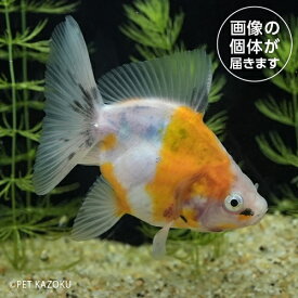 金魚 黄桜琉金ショートテール（埼玉 吉野）KRS01 2024おさかなセール熱帯魚・金魚