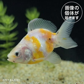 金魚 黄桜琉金ショートテール（埼玉 吉野）KRS04 2024おさかなセール熱帯魚・金魚