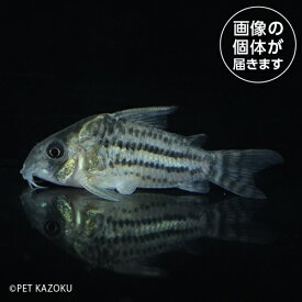 Co,シュワルツィ（プルス）SYW04 2024おさかなセール熱帯魚・金魚
