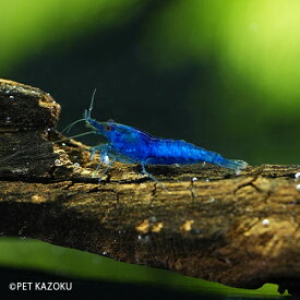 スーパーブルーベルベットシュリンプ 定番種　おまとめ販売 掘り出し物 【淡水魚】【熱帯魚】【観賞魚】アクアリウム