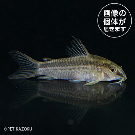 20240514_22aCo，グラキリス（アバカシ）CGA02 6月新入荷商品　淡水魚